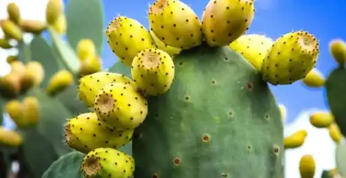 Can Prickly Pear Fruit Powder promote wound healing?